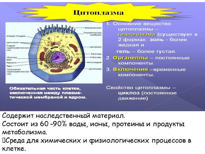 Содержит наследственный материал.  Состоит из 60 -90% воды, ионы, протеины и продукты метаболизма.